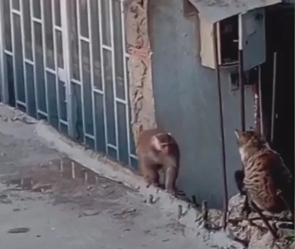 İstanbul’da Maymun Alarmı! Çatı Ve Balkonlarda Dolaştı